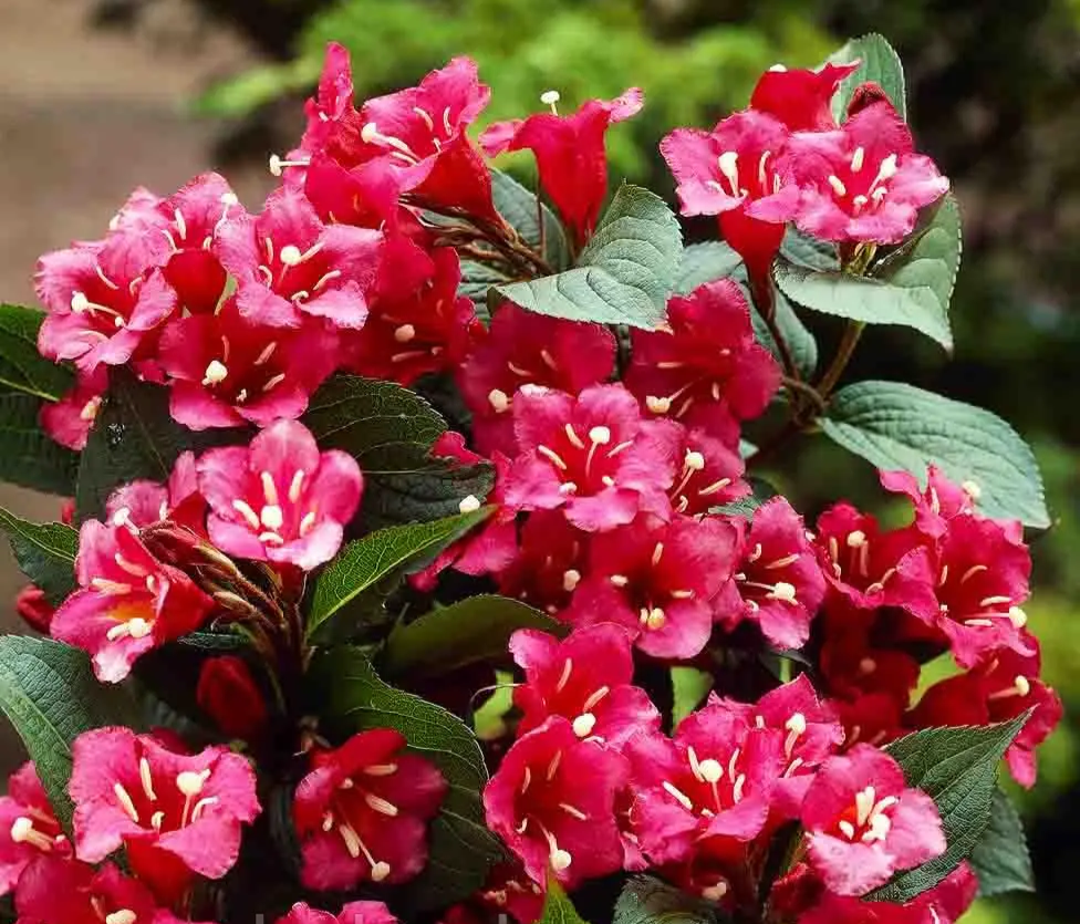 Вейгела квітуча 'Брістол Рубі', Weigela florida 'Bristol Ruby', С1, 5 - Зображення 3