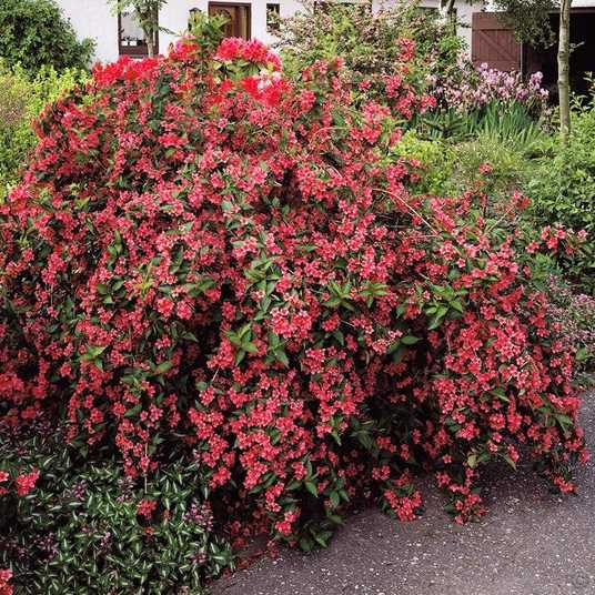 Вейгела квітуча 'Брістол Рубі', Weigela florida 'Bristol Ruby', С1, 5 - Зображення 4