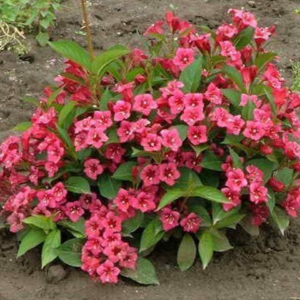 Вейгела квітуча 'Брістол Рубі', Weigela florida 'Bristol Ruby', С1, 5