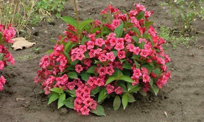 Вейгела квітуча 'Брістол Рубі', Weigela florida 'Bristol Ruby', С1, 5