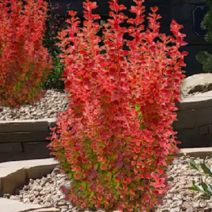 Барбарис Тунберга "Оранж Пілар", Berberis thunbergii "Orange Pillar", С1, 5