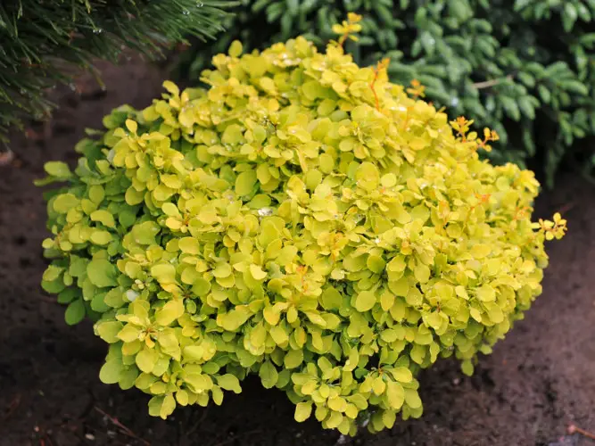 Барбарис Тунберга 'Голдаліта', Berberis thunbergii 'Goldalita', С1, 5 - Зображення 2