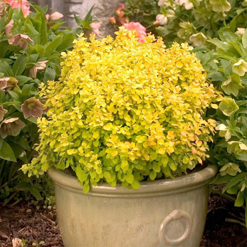 Барбарис Тунберга 'Голдаліта', Berberis thunbergii 'Goldalita', С1, 5