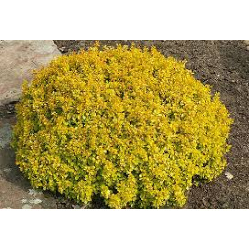 Барбарис Тунберга 'Голдаліта', Berberis thunbergii 'Goldalita', С1, 5 - Зображення 3