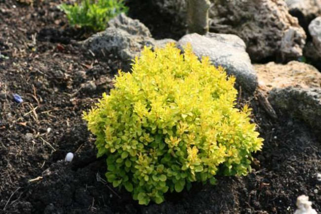 Барбарис Тунберга 'Голдаліта', Berberis thunbergii 'Goldalita', С1, 5 - Зображення 4
