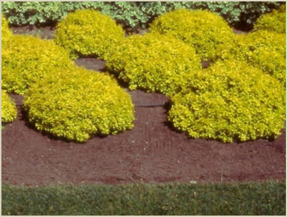 Барбарис Тунберга 'Голдаліта', Berberis thunbergii 'Goldalita', С1, 5 - Зображення 5