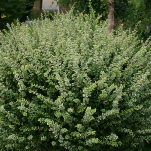 Барбарис Тунберга 'Келеріс', Berberis thunbergii 'Kelleriis', С1, 5