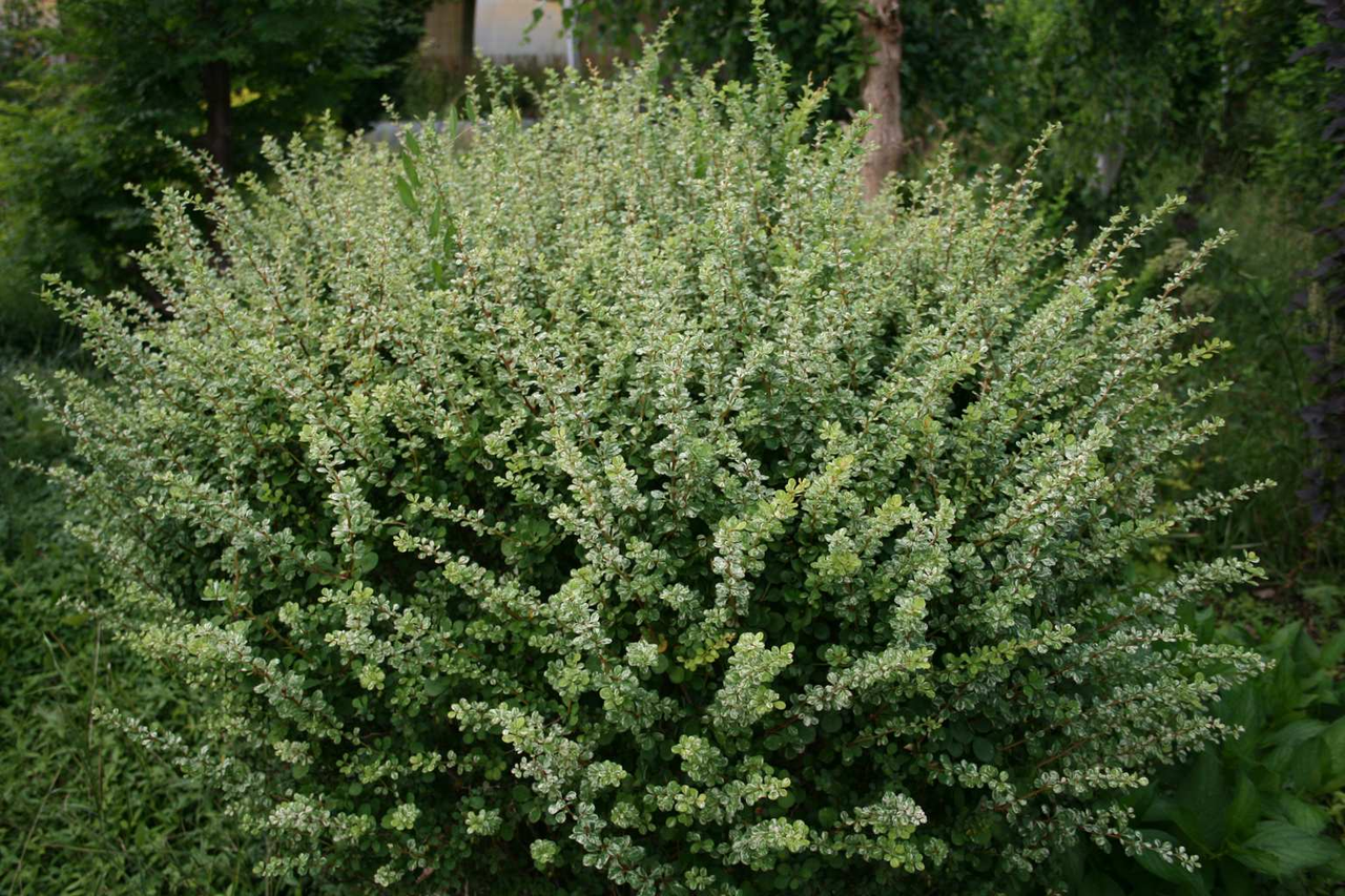 Барбарис Тунберга 'Келеріс', Berberis thunbergii 'Kelleriis', С1, 5