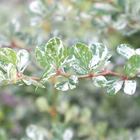 Барбарис Тунберга 'Келеріс', Berberis thunbergii 'Kelleriis', С1, 5 - Зображення 3