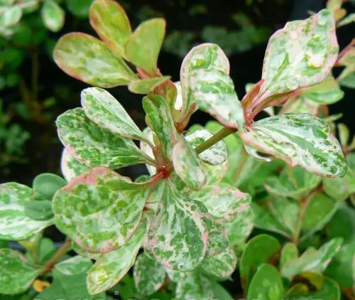 Барбарис Тунберга 'Келеріс', Berberis thunbergii 'Kelleriis', С1, 5 - Зображення 4