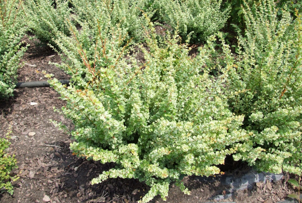 Барбарис Тунберга 'Келеріс', Berberis thunbergii 'Kelleriis', С1, 5 - Зображення 2