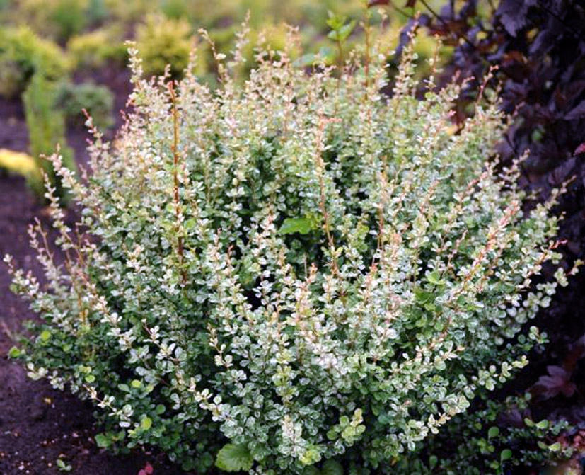 Барбарис Тунберга 'Келеріс', Berberis thunbergii 'Kelleriis', С1, 5 - Зображення 5