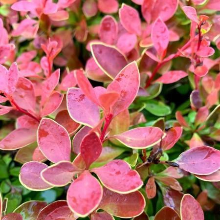 Барбарис Тунберга "Оранж Альф", Berberis thunbergii "Orange Alf", С1, 5 - Зображення 2