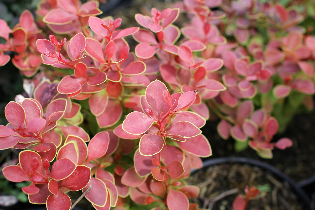 Барбарис Тунберга "Оранж Альф", Berberis thunbergii "Orange Alf", С1, 5 - Зображення 4