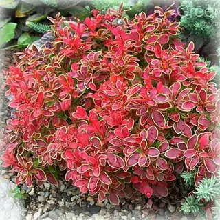 Барбарис Тунберга "Оранж Альф", Berberis thunbergii "Orange Alf", С1, 5 - Зображення 3