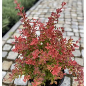 Барбарис Тунберга "Оранж Альф", Berberis thunbergii "Orange Alf", С1, 5