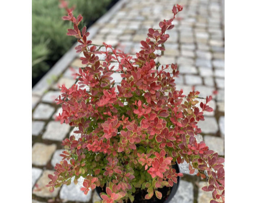 Барбарис Тунберга "Оранж Альф", Berberis thunbergii "Orange Alf", С1, 5