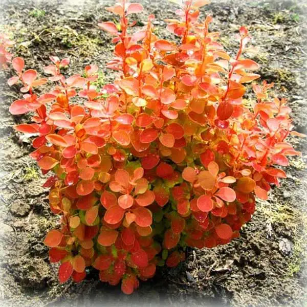 Барбарис тунберга "Оранж Айс", Berberis thunbergii "Orange Ice", С1, 5 - Зображення 2