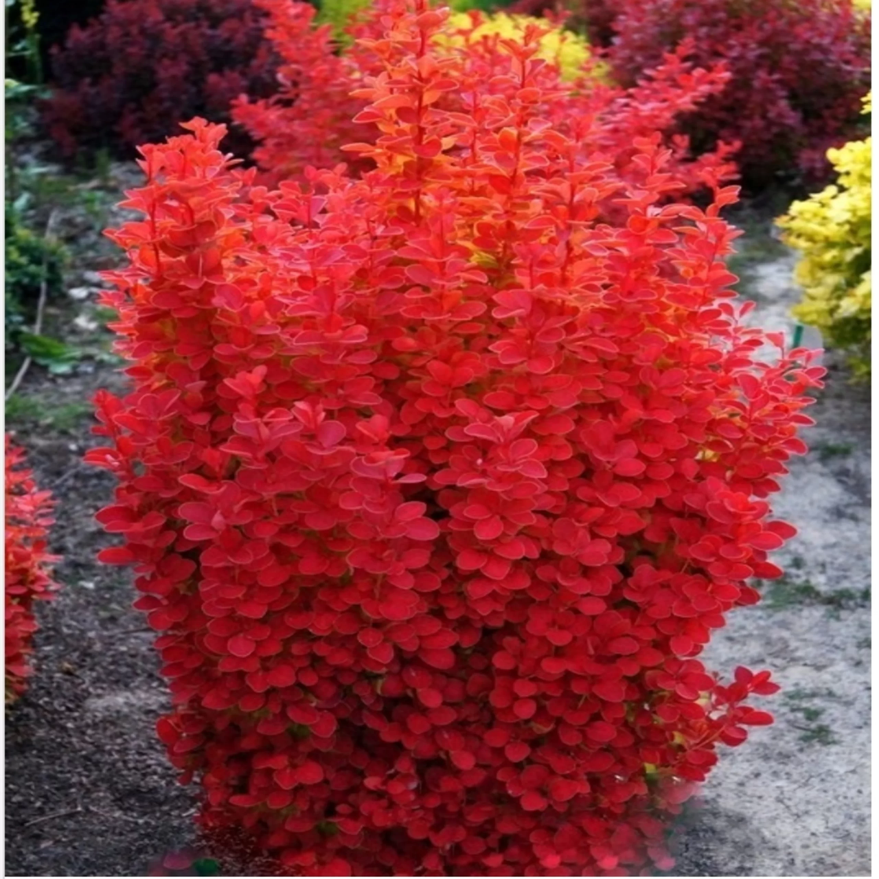 Барбарис тунберга "Оранж Айс", Berberis thunbergii "Orange Ice", С1, 5