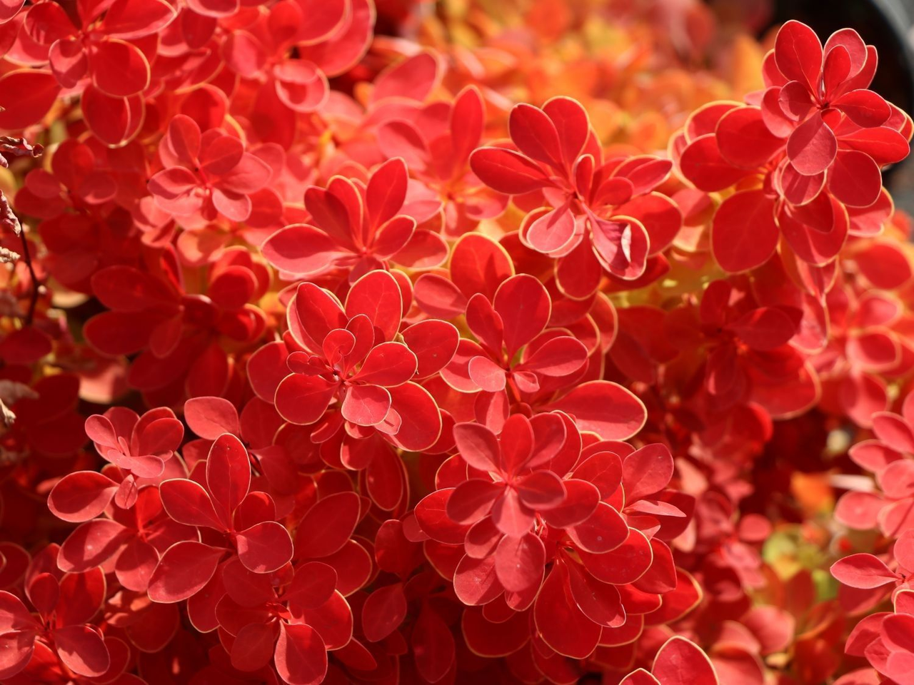 Барбарис тунберга "Оранж Айс", Berberis thunbergii "Orange Ice", С1, 5 - Зображення 3