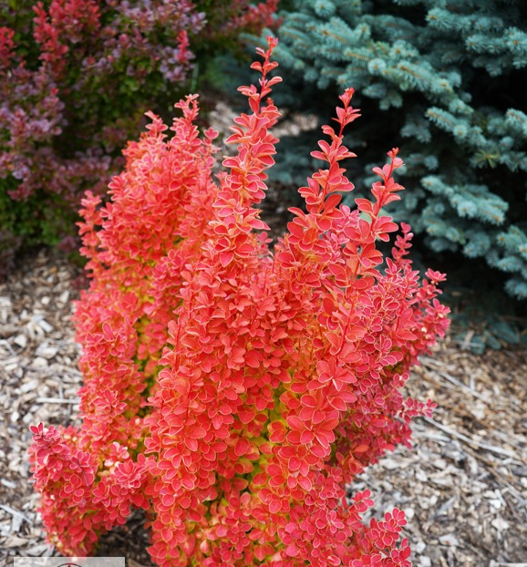 Барбарис тунберга "Оранж Айс", Berberis thunbergii "Orange Ice", С1, 5 - Зображення 4