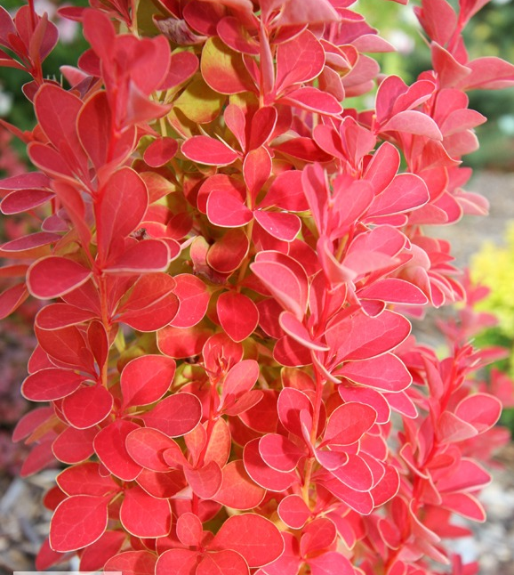 Барбарис тунберга "Оранж Айс", Berberis thunbergii "Orange Ice", С1, 5 - Зображення 5