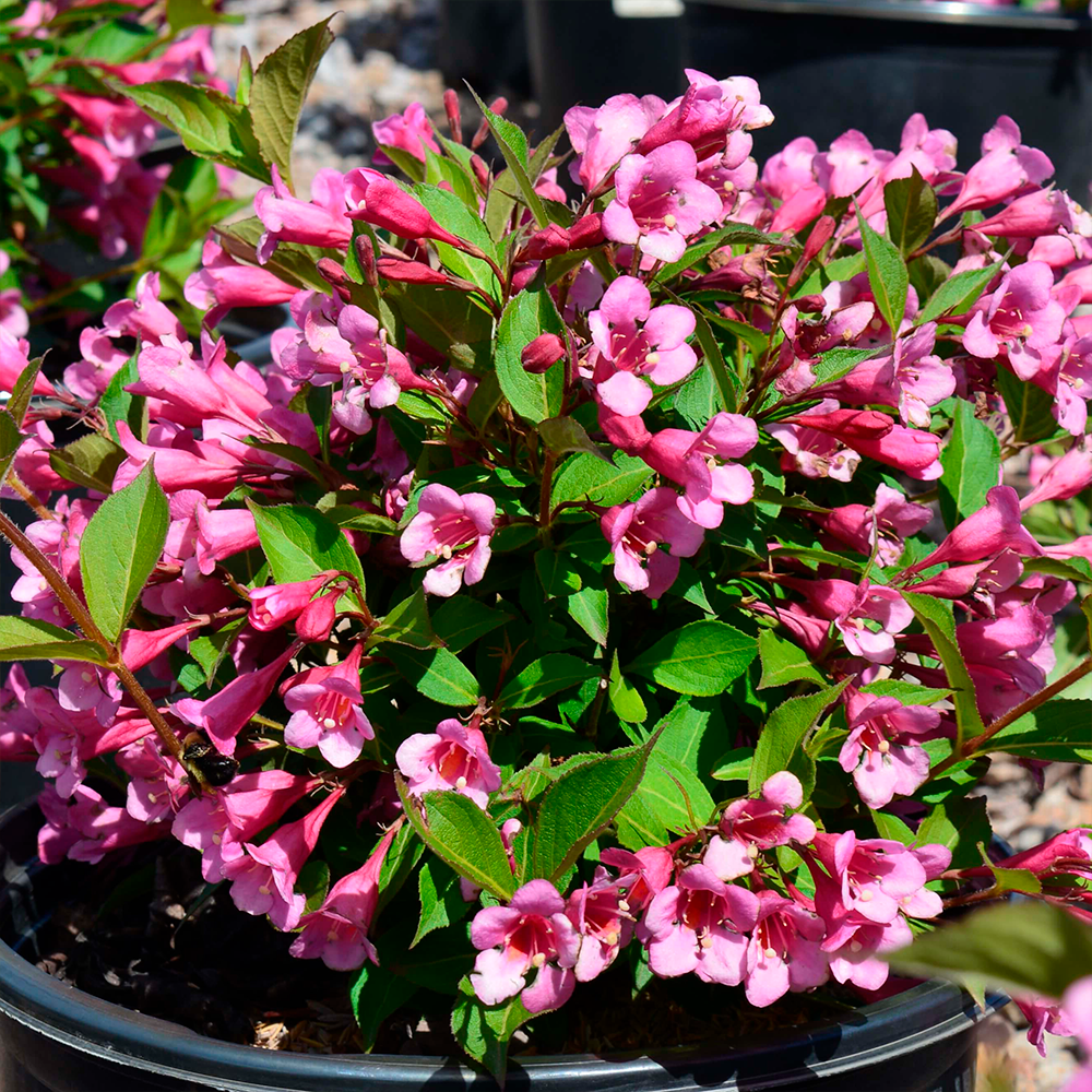 Вейгела квітуча 'Мінует', Weigela florida 'Minuet', С1, 5 - Зображення 2