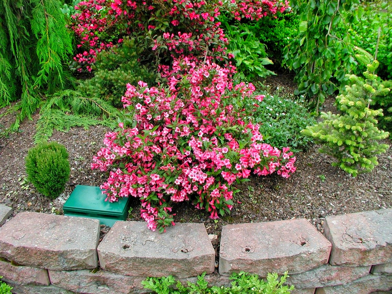 Вейгела квітуча 'Мінует', Weigela florida 'Minuet', С1, 5 - Зображення 3