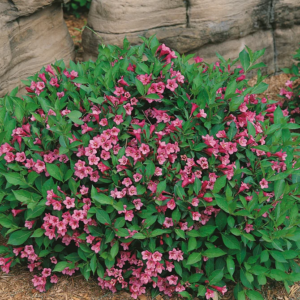 Вейгела квітуча 'Мінует', Weigela florida 'Minuet', С1, 5