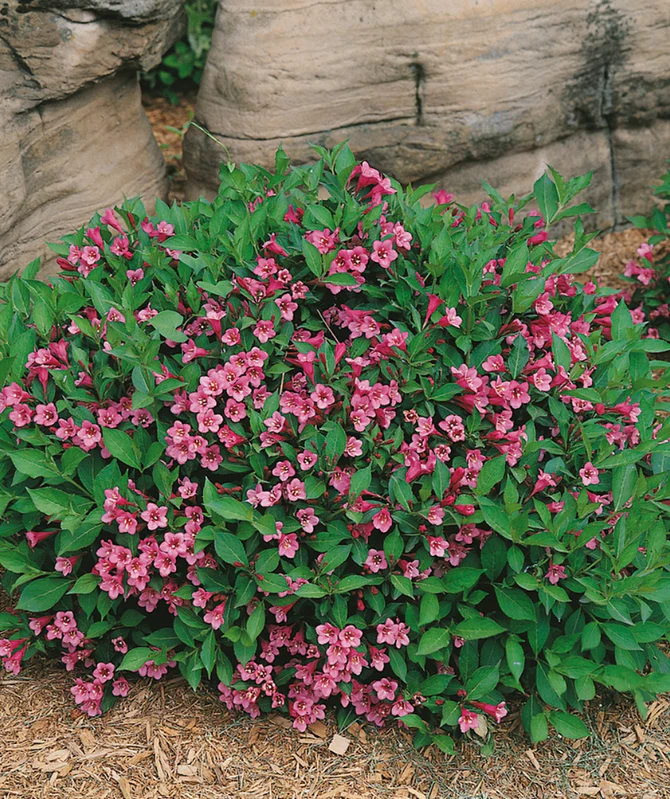 Вейгела квітуча 'Мінует', Weigela florida 'Minuet', С1, 5