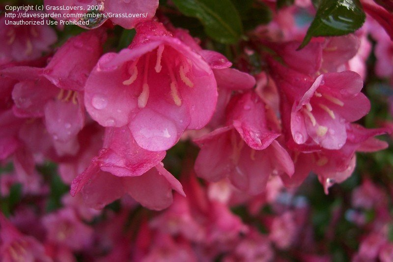 Вейгела квітуча 'Мінует', Weigela florida 'Minuet', С1, 5 - Зображення 4
