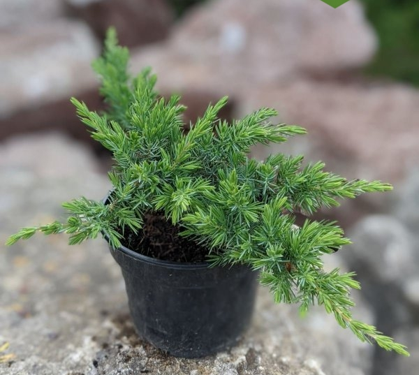 Ялівець прибережний 'Шлягер', Juniperus conferta 'Schlager', С1, 5 - Зображення 2