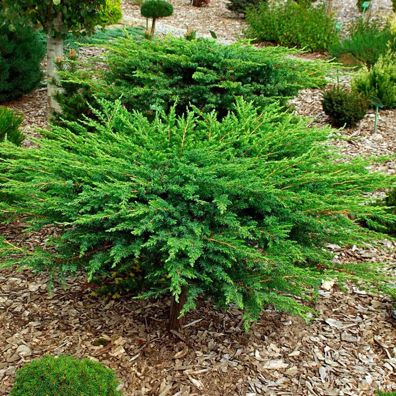 Ялівець прибережний 'Шлягер', Juniperus conferta 'Schlager', С1, 5 - Зображення 3