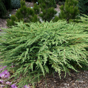 Ялівець прибережний 'Шлягер', Juniperus conferta 'Schlager', С1, 5