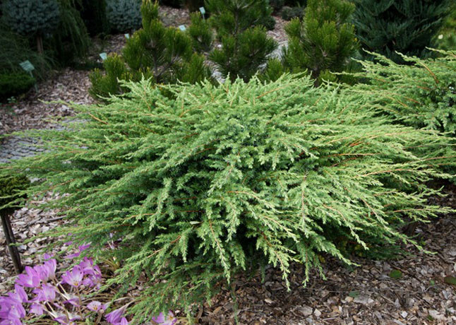 Ялівець прибережний 'Шлягер', Juniperus conferta 'Schlager', С1, 5