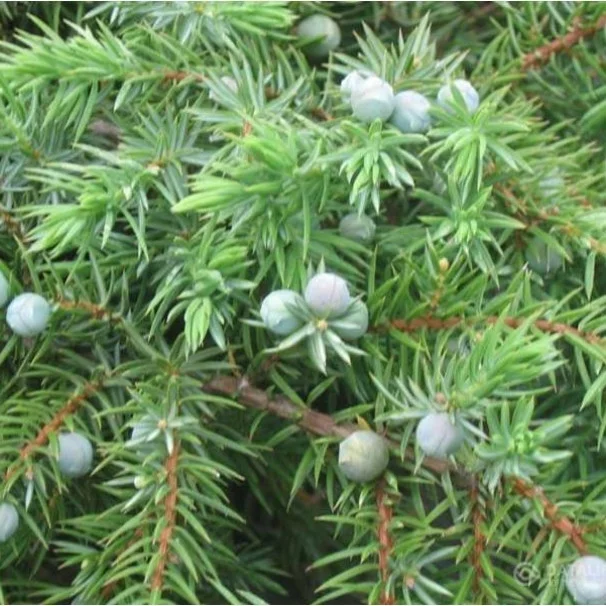 Ялівець прибережний 'Шлягер', Juniperus conferta 'Schlager', С1, 5 - Зображення 4
