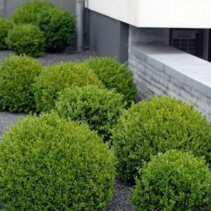 Самшит вічнозелений, Buxus sempervirens, 3- річний, С1, 5