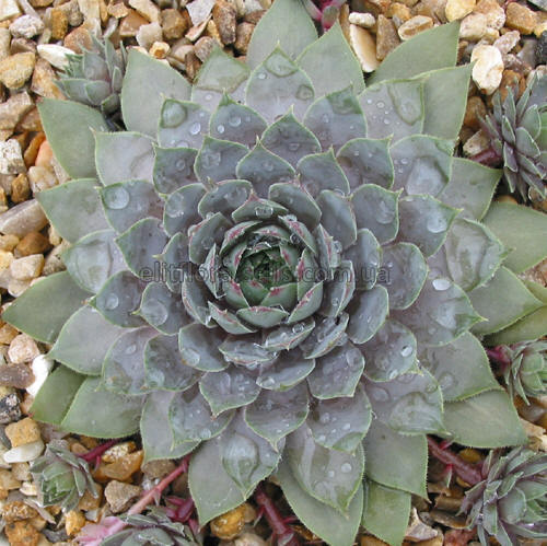 Молодило "Пасифік Блю", Sempervívum "Pasific Blue", Р9