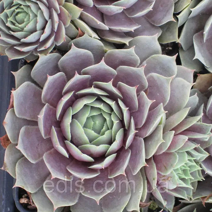 Молодило "Пасифік Блю", Sempervívum "Pasific Blue", Р9 - Зображення 2