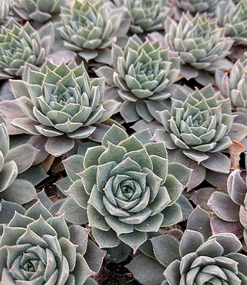 Молодило "Пасифік Блю", Sempervívum "Pasific Blue", Р9 - Зображення 3