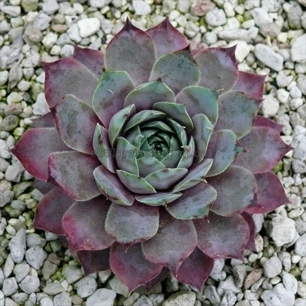 Молодило "Пасифік Блю", Sempervívum "Pasific Blue", Р9 - Зображення 4