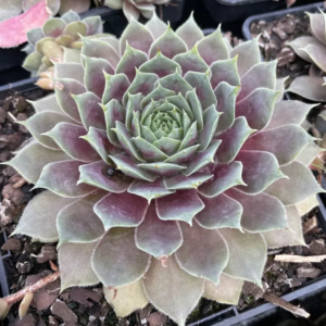 Молодило 'БігСем Пьорпл Кварц', Sempervivum 'BigSam Purple Quartz', Р9