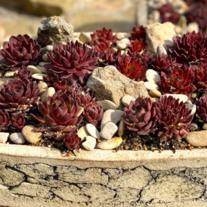 Молодило "Ред папавер", Sempervivum "Red Papaver", П9