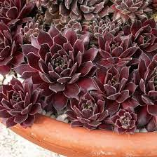 Молодило "Ред папавер", Sempervivum "Red Papaver", П9 - Зображення 2