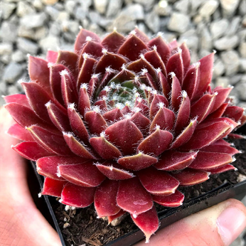 Молодило "Ред папавер", Sempervivum "Red Papaver", П9 - Зображення 3