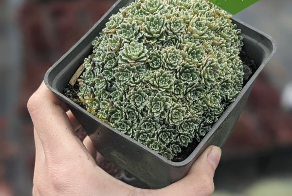 Ломикамінь інкрустований 'Мініма' Saxifraga crustata 'Minima' - Зображення 4