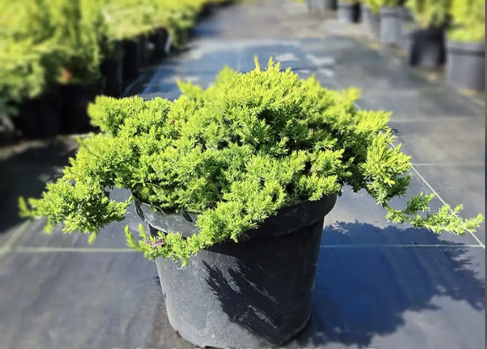 Ялівець лежачий 'Нана', Juniperus procumbens 'Nana', 4- річний, С3 - Зображення 2