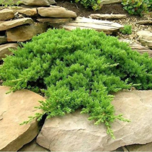 Ялівець лежачий 'Нана', Juniperus procumbens 'Nana', 4- річний, С3