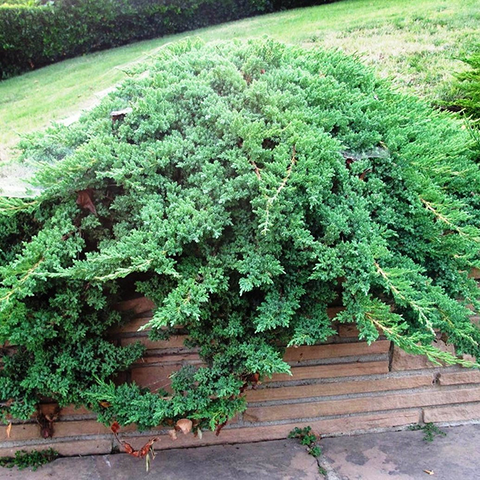 Ялівець лежачий 'Нана', Juniperus procumbens 'Nana', 4- річний, С3 - Зображення 3