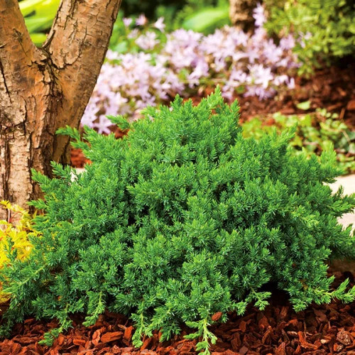 Ялівець лежачий 'Нана', Juniperus procumbens 'Nana', 4- річний, С3 - Зображення 4